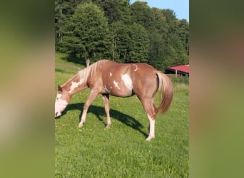 Pintos Mix, Stute, 2 Jahre, 152 cm, Fuchs