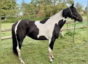 Pintos, Stute, 2 Jahre, 158 cm, Schecke