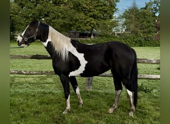 Pintos, Stute, 2 Jahre, 158 cm, Schecke