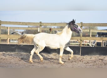 Pintos, Stute, 2 Jahre, Schecke