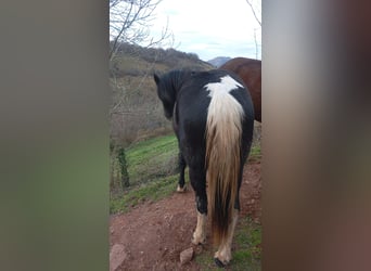 Pintos, Stute, 2 Jahre