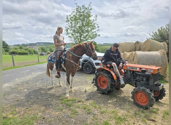 Pintos, Stute, 3 Jahre, 145 cm, Schecke