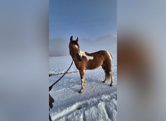 Pintos Mix, Stute, 3 Jahre, 145 cm, Schecke