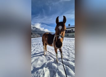 Pintos Mix, Stute, 3 Jahre, 145 cm, Schecke