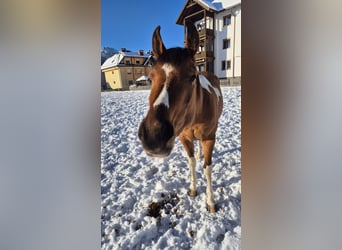 Pintos Mix, Stute, 3 Jahre, 145 cm, Schecke