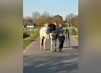 Pintos, Stute, 3 Jahre, 148 cm, Schecke