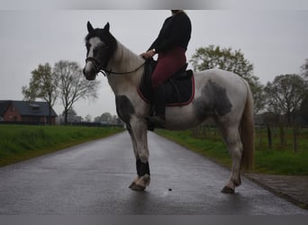 Pintos, Stute, 3 Jahre, 148 cm, Schecke