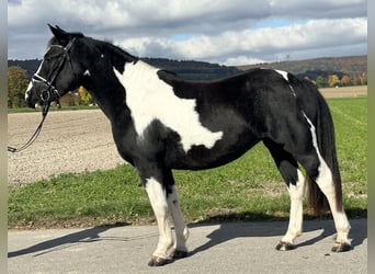 Pintos Mix, Stute, 3 Jahre, 148 cm, Schecke