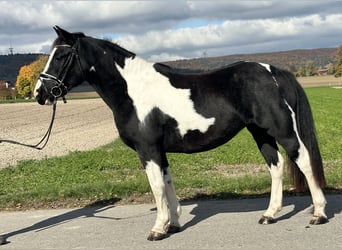 Pintos Mix, Stute, 3 Jahre, 148 cm, Schecke