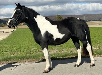 Pintos Mix, Stute, 3 Jahre, 148 cm, Schecke