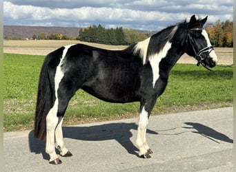 Pintos Mix, Stute, 3 Jahre, 148 cm, Schecke