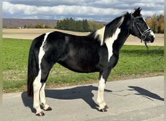 Pintos Mix, Stute, 3 Jahre, 148 cm, Schecke