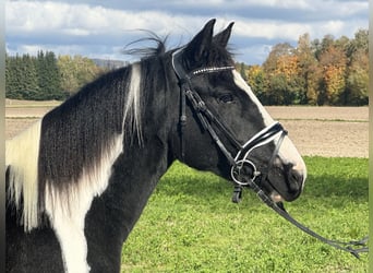 Pintos Mix, Stute, 3 Jahre, 148 cm, Schecke