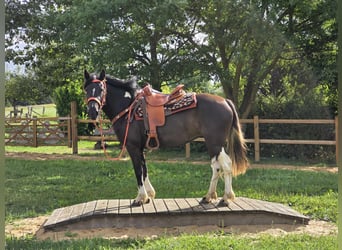 Pintos, Stute, 3 Jahre, 148 cm, Schecke