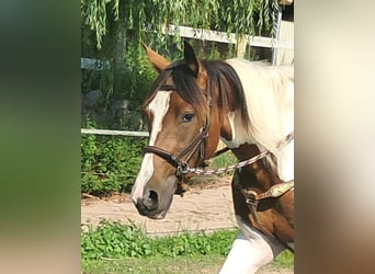 Pintos, Stute, 3 Jahre, 152 cm, Schecke