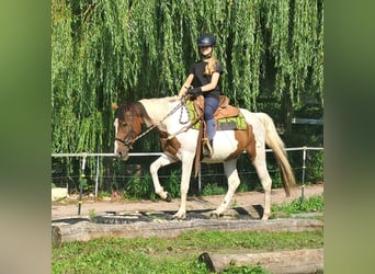 Pintos, Stute, 3 Jahre, 152 cm, Schecke