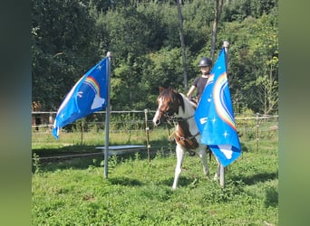 Pintos, Stute, 3 Jahre, 152 cm, Schecke