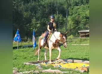 Pintos, Stute, 3 Jahre, 152 cm, Schecke