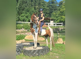 Pintos, Stute, 3 Jahre, 152 cm, Schecke