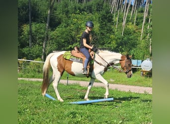 Pintos, Stute, 3 Jahre, 152 cm, Schecke