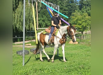 Pintos, Stute, 3 Jahre, 152 cm, Schecke