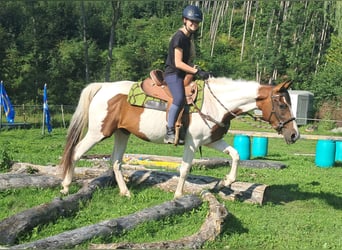 Pintos, Stute, 3 Jahre, 152 cm, Schecke