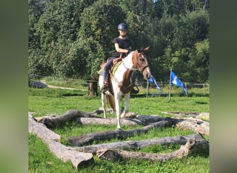 Pintos, Stute, 3 Jahre, 152 cm, Schecke
