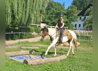 Pintos, Stute, 3 Jahre, 152 cm, Schecke