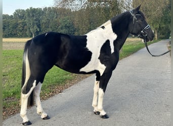 Pintos Mix, Stute, 3 Jahre, 154 cm, Schecke