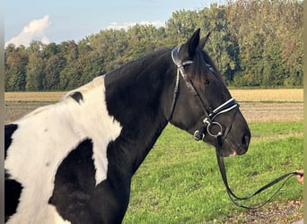 Pintos Mix, Stute, 3 Jahre, 154 cm, Schecke