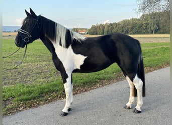 Pintos Mix, Stute, 3 Jahre, 154 cm, Schecke