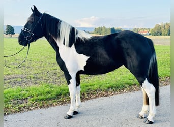 Pintos Mix, Stute, 3 Jahre, 154 cm, Schecke