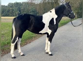 Pintos Mix, Stute, 3 Jahre, 154 cm, Schecke