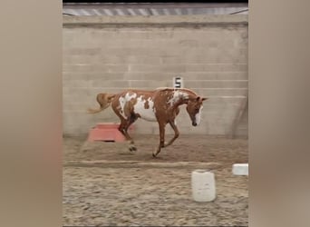 Pintos, Stute, 3 Jahre, 155 cm, Schecke