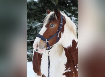 Pintos Mix, Stute, 3 Jahre, 155 cm