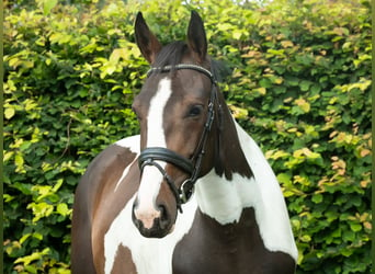 Pintos, Stute, 3 Jahre, 166 cm, Schecke