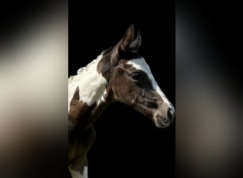 Pintos, Stute, 3 Jahre, 168 cm, Schecke