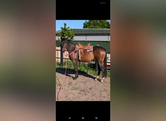 Pintos, Stute, 3 Jahre, 170 cm, Dunkelbrauner