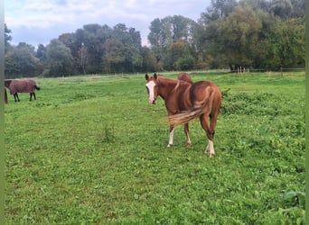 Pintos, Stute, 3 Jahre, Schecke