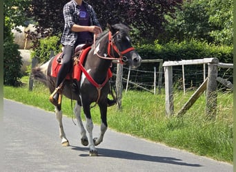 Pintos, Stute, 4 Jahre, 136 cm, Schecke