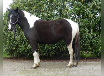 Pintos, Stute, 4 Jahre, 144 cm, Schecke