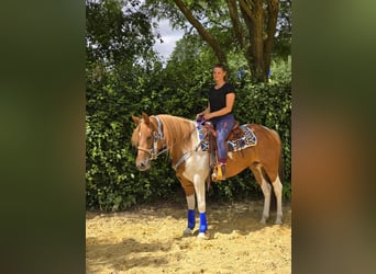 Pintos, Stute, 4 Jahre, 145 cm, Schecke