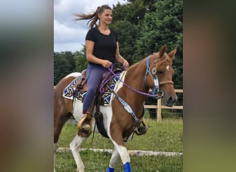 Pintos, Stute, 4 Jahre, 145 cm, Schecke