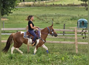 Pintos, Stute, 4 Jahre, 145 cm, Schecke