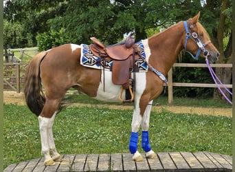 Pintos, Stute, 4 Jahre, 145 cm, Schecke