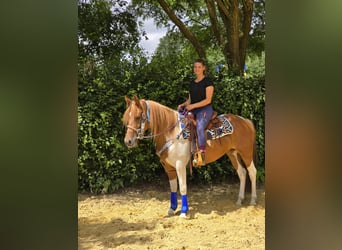 Pintos, Stute, 4 Jahre, 145 cm, Schecke