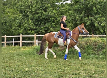 Pintos, Stute, 4 Jahre, 145 cm, Schecke