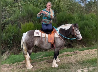 Pintos, Stute, 4 Jahre, 147 cm, Schecke