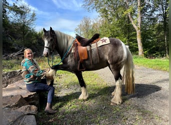 Pintos, Stute, 4 Jahre, 147 cm, Schecke