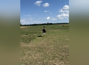 Pintos, Stute, 4 Jahre, 148 cm, Schecke